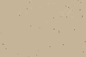 Линолеум Forbo Sphera Energetic 50237 mushroom фото  | FLOORDEALER